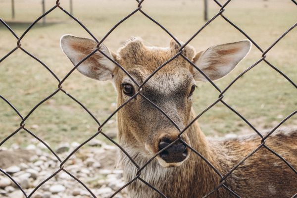 Deer Fence Installation in Santa Fe