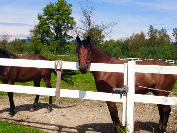 Vinyl Horse Fence Installation in Santa Fe