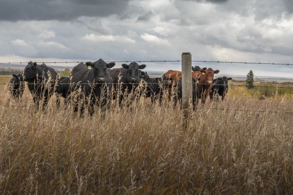 Livestock Fencing Service in Santa Fe