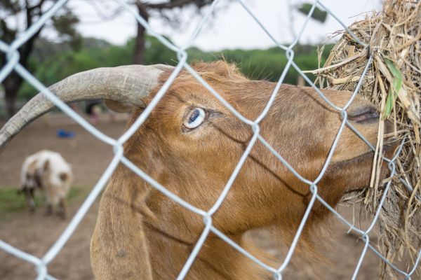 Goat Fence Installation in Santa Fe