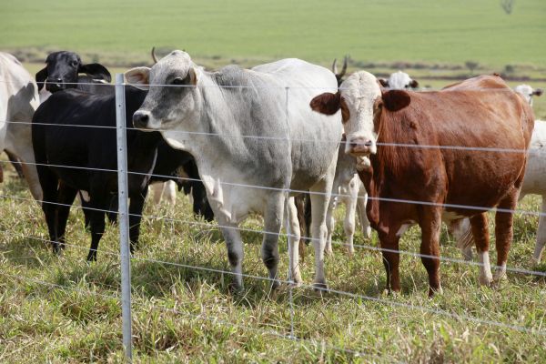 Livestock Fencing Installation in Santa Fe