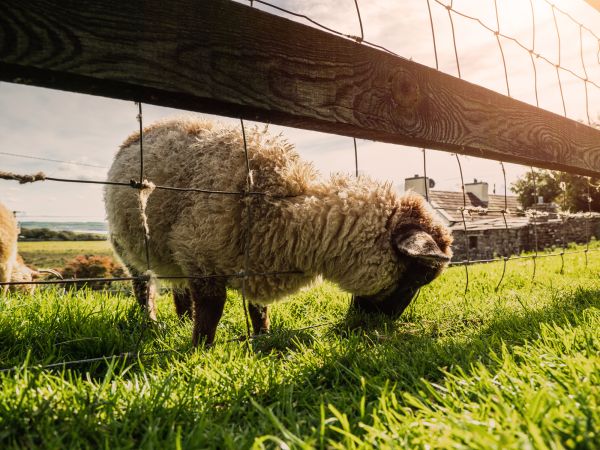Sheep Fence Installation in Santa Fe