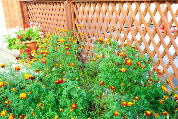 Lattice Fence Installation in Santa Fe