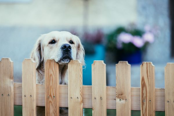 Wooden Dog Fence Installation in Santa Fe