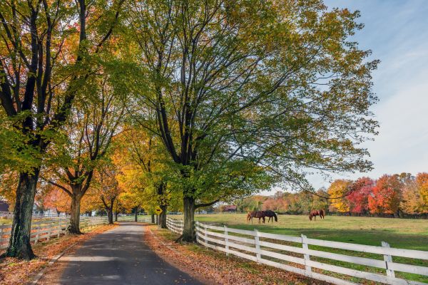 Horse Fence Replacement in Santa Fe